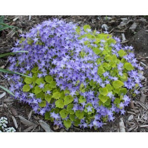 Колокольчик Campanula Dickson's Gold